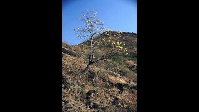 Golden Silk Cotton Tree Cochlospermum religiosum смотреть онлайн
