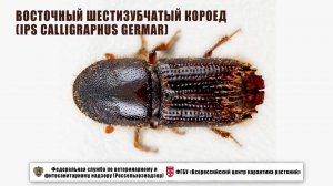 Восточный шестизубчатый короед (Ips calligraphus Germar)