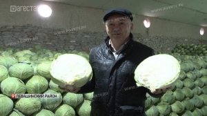 В Левашинском районе завершили уборку белокочанной капусты