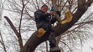 Обпиливаем большие деревья - мне внизу страшнее, чем Роме на дереве. 🤣