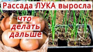 РАССАДА ЛУКА: ПРАВИЛЬНЫЙ УХОД,СТРИЖКА,ПЕРЕСАДКА,ПОДКОРМКА ONION SEEDLINGS_CUTTING