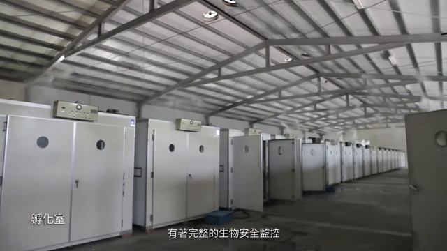 FARM BIOSECURITY IS A MUST| GOOSE FARM смотреть онлайн