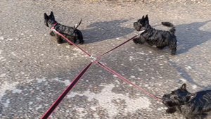 Прогулка на "сворке".mp4