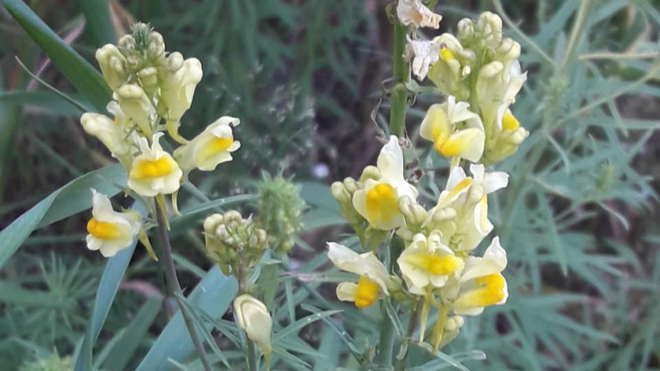 208. Льнянка обыкновенная - Linaria vulgaris