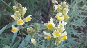 208. Льнянка обыкновенная - Linaria vulgaris