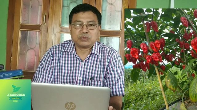 Q and A on Common disease of King chilli (Fusarium Wilt)(Pambi Khuibi) by- Kh.Nimaichand//Manipur. смотреть онлайн