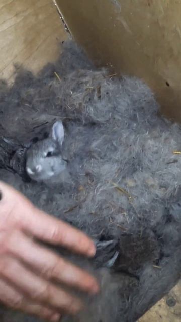 Образцовое гнездо Советской шиншиллы #кролики #rabbit #bunny #крольчата #pets #cute #animals смотреть онлайн