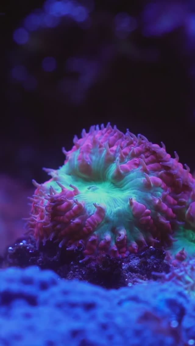 Как выбрать размер морского аквариума? Габариты и их важность смотреть онлайн