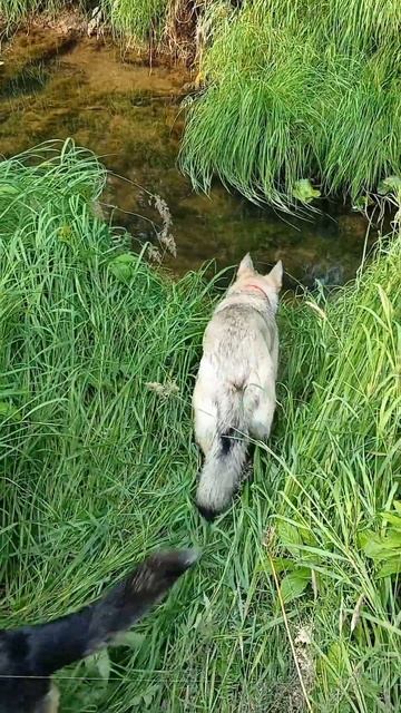 Хариус, рыбалка, таёжная речка, лес, тайга смотреть онлайн