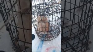 Охота на ондатру зимой мордой , живая ондатра в мордушке