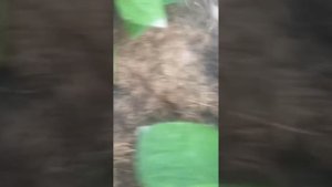 Как прогнать землеройку на даче, купили отпугиватели 🙃 будем от них избавляться