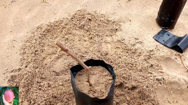 طريقة زراعة العنب من العقل بنسبة نجاح 100 بكل سهولة how to grow grape vines