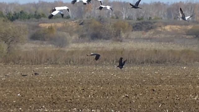 Стерхи, даурские и черные журавли в Амурском заказнике смотреть онлайн