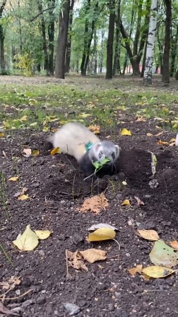 Ландшафтный дизайн недорого))) #ferret #хорек #huron #digger #прогулкисхорьком #cutepets #animal смотреть онлайн