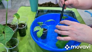 КОМНАТНЫЕ РАСТЕНИЯ(ЦВЕТЫ).СИНГОНИУМЫ.ЦЕРОПЕГИЮ В НОВЫЙ ГОРШОЧЕК.