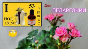 Пеларгония в домашних условиях. ИОД