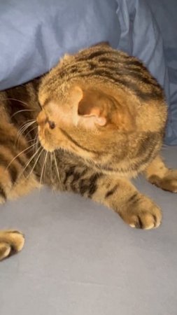 Шотландская вислоухая кошка разговаривает 🐱