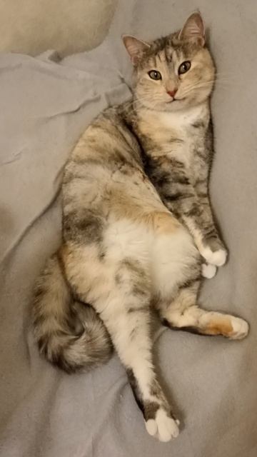 Кошечка - модель.