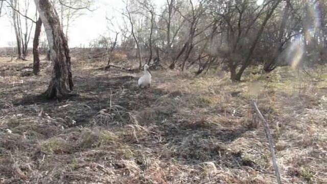 Нападение аиста на человека. Жесть! смотреть онлайн