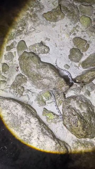 Snack in Maldives смотреть онлайн