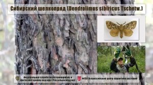 Сибирский шелкопряд (Dendrolimus sibiricus Tschetw.)