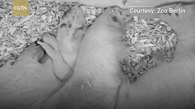 Baby polar bear caught cuddling with mom on camera смотреть онлайн