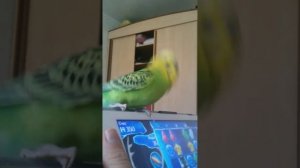 Волнистый попугай танцует на iPod air