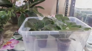 Фиалки -руки вверх! Почему и что делать?