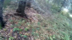 Охота на рябчика. Первый рябчик с манка.