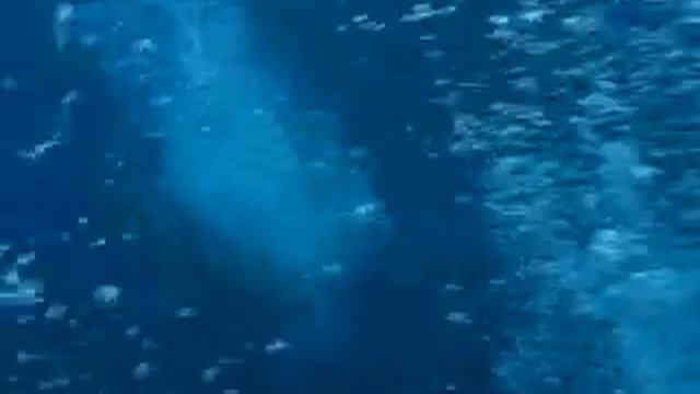 Koh Tachai Whale shark VDO 2 смотреть онлайн