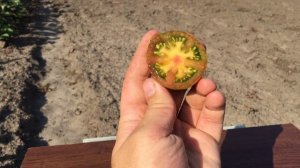 Томат Афтершок / Aftershock tomato