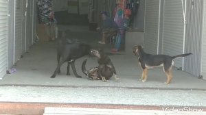 # Королева рынка!