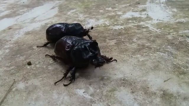 Ox Beetle смотреть онлайн