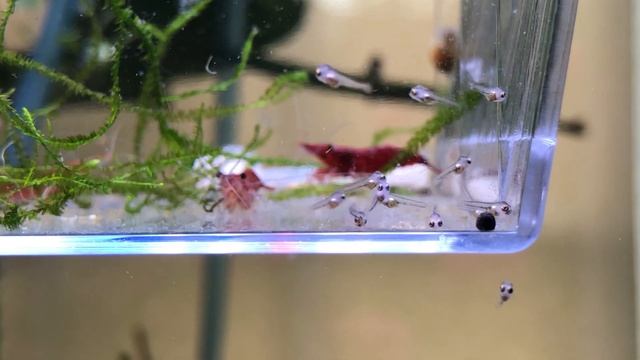 How to Culture Infusoria for Baby Fish Food + Microscope Explanation Angelfish | Betta Fry | Tetras смотреть онлайн