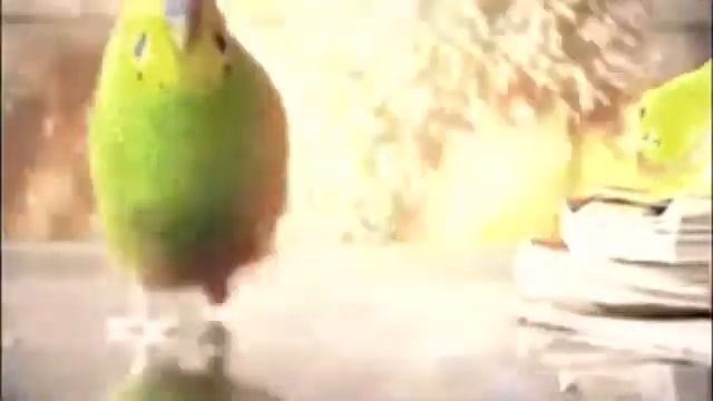 Попугайчик Убегает От Взрыва смотреть онлайн