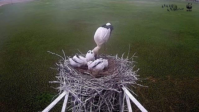 Дальневосточный аист переборщил с размером рыбы для птенцов смотреть онлайн