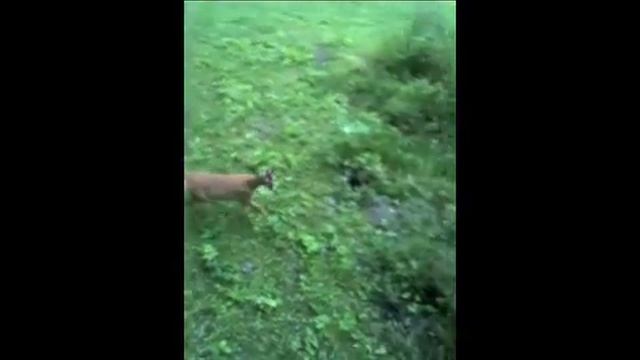 Schmalreh Gegen Buttolo - (calling Roebuck)