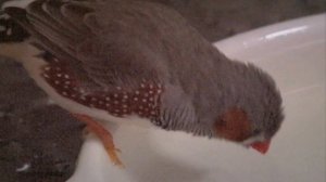 Zebra Finch High-Speed Camera Test