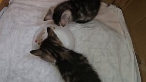 Котята скоро переезжают из коробки/Котятам почти месяц