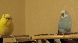 Как нас вечером встречают Тоша с Никой.  Волнистик-TV.