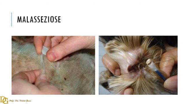 054. Citologia de lesões cutâneas infecciosas em cães e gatos смотреть онлайн