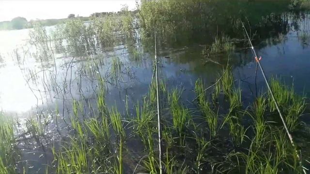 Пруд Монастырский 01.05.2024 ловлю карасика смотреть онлайн