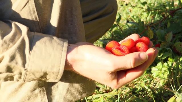 What is Atherton Raspberry GOOD for?