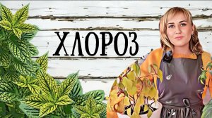 🌿🍄Хлороз. Причины возникновения и лечение. #shelestsad