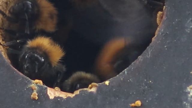 Čmelák rokytový - Bombus hypnorum смотреть онлайн