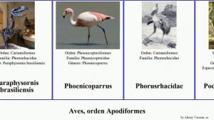 Aves, orden Apodiformes arborícola podargo camelus struthio vencejo flamenco del pan birds mayor