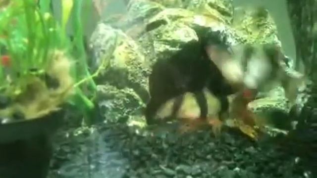 Panther crab смотреть онлайн