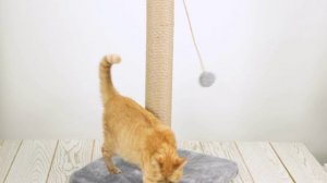 Chauzi ру Когтеточка для крупных пород кошек