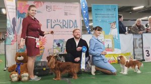 15.03.2025, СПб. Клуб "АЛЛЕН". Монопородная выставка КАВАЛЕР КИНГ ЧАРЛЬЗ СПАНИЕЛЬ