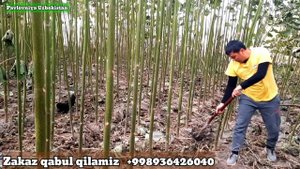 Pavlovniya kochati qanday ekiladi , FTE navi haqida malumotlar..